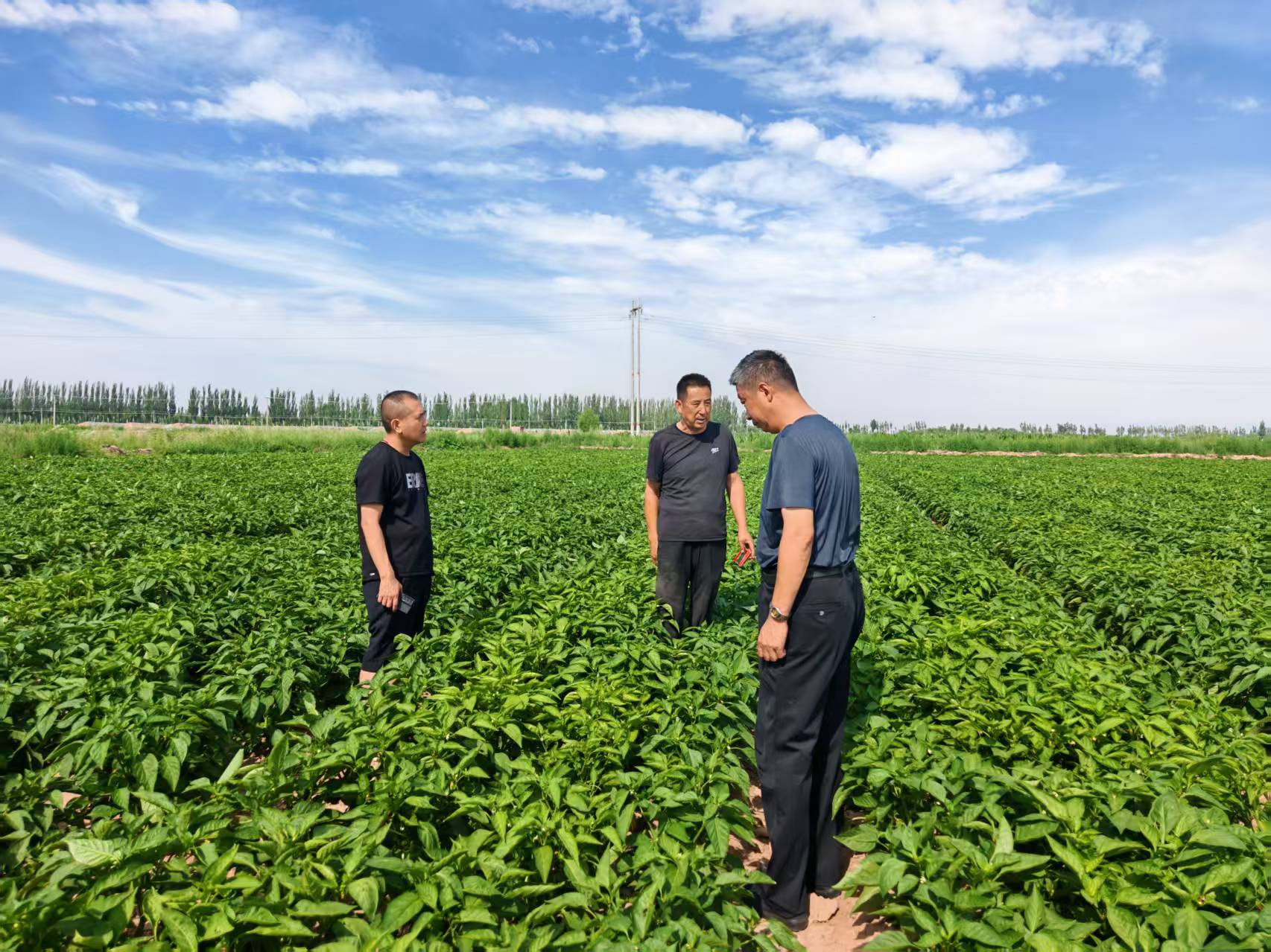 健达公司团队对菜椒种植基地展开实地考察
